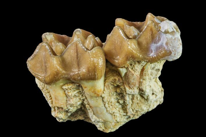 Fossil Horse (Mesohippus) Jaw Section - South Dakota #157463
